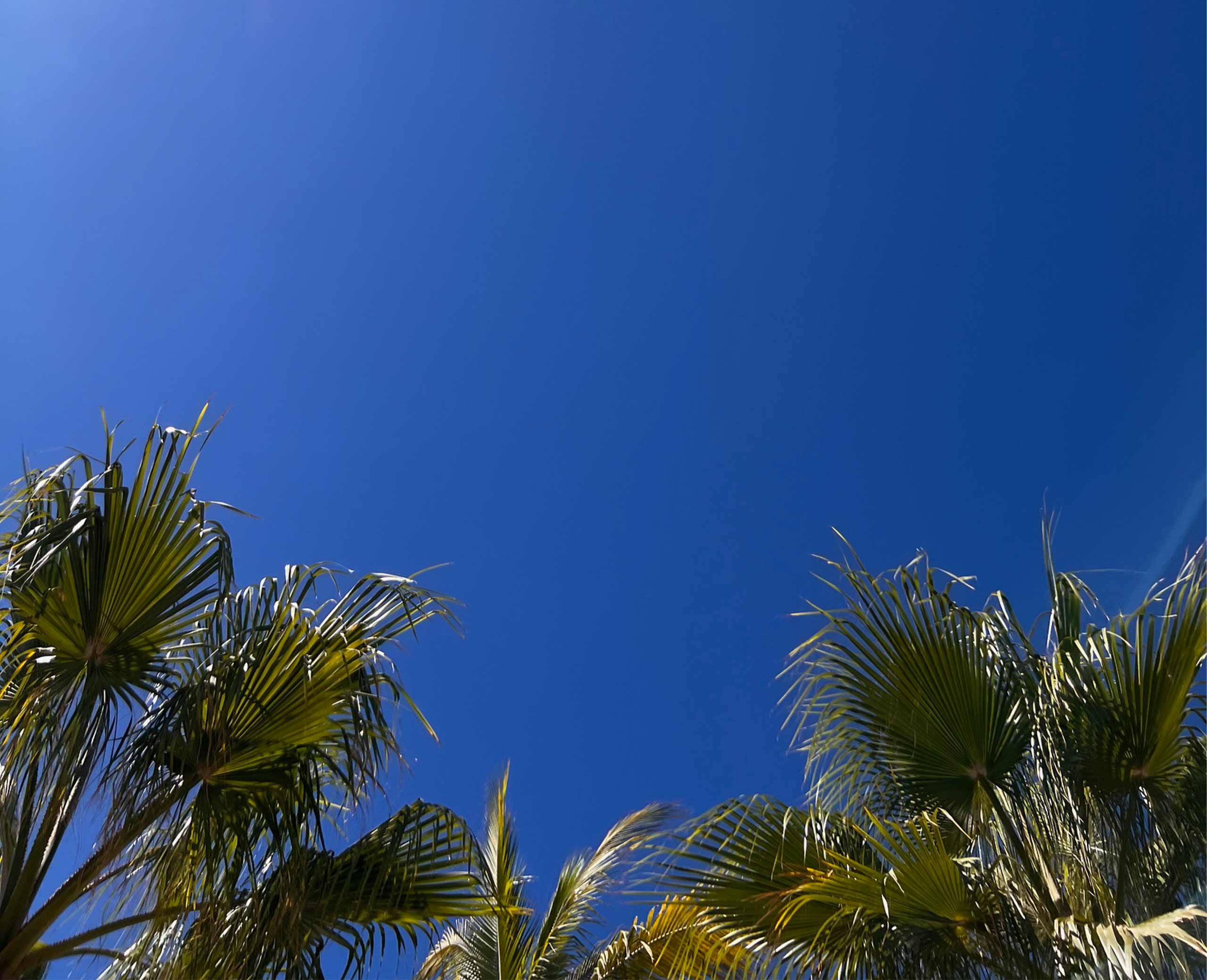 upwards shot of palm tree leaves with blue sky